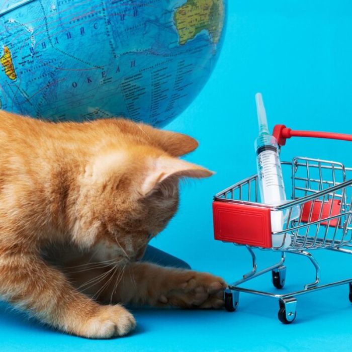 cat with shopping cart