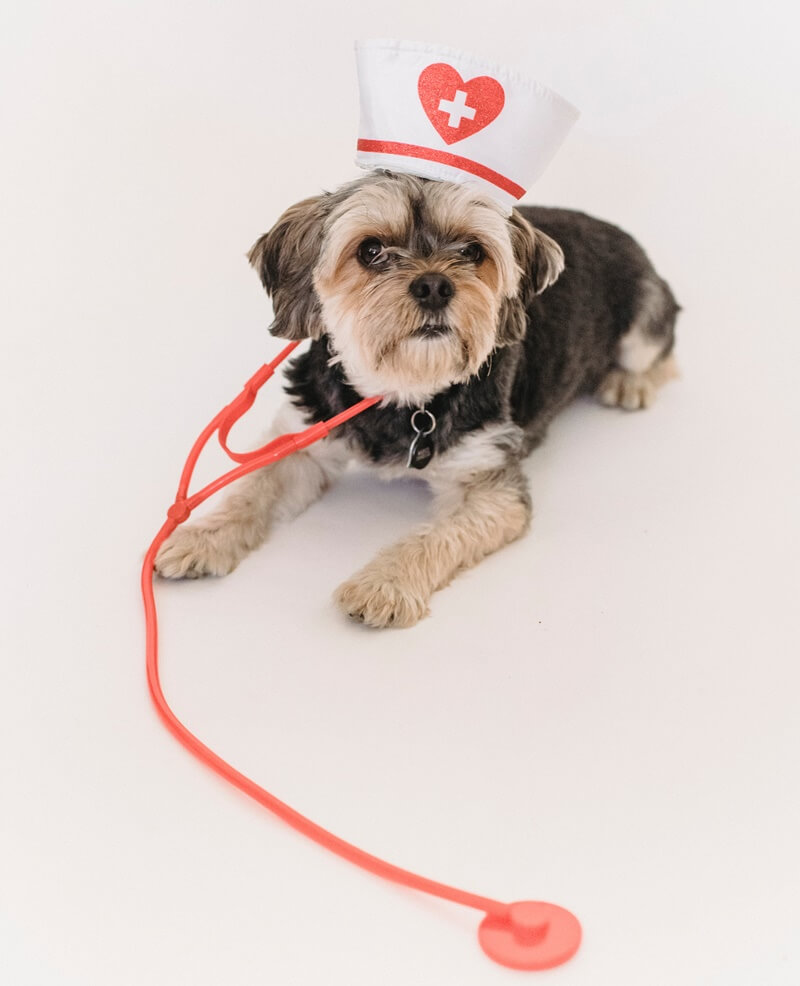 Pet Urgent Care In New Orleans, LA 70130 Avenue Animal Wellness + Emergency